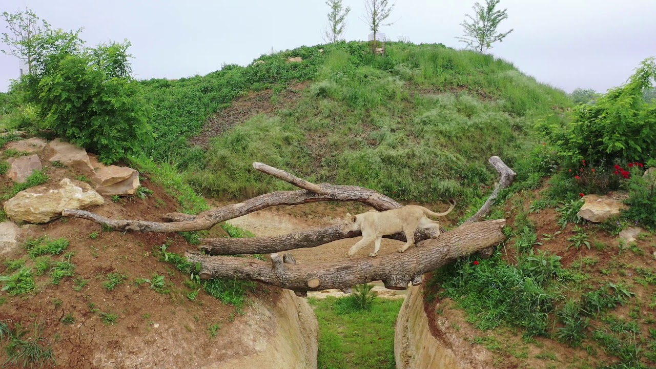 Le bioparc de Doué-la-Fontaine pendant le confinement