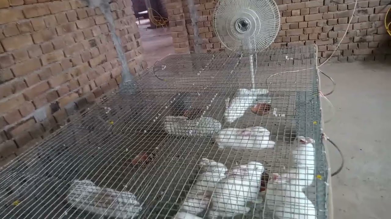 Mughal Rabbit Farming in Rawalpindi ❣️#NewZealand white rabbit Farming 🥰