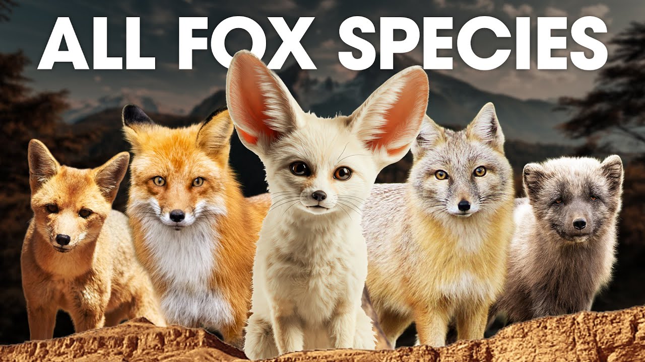 All 12 Fox Species of Vulpes (Hunting, Prey & Survival Strategies) #animalspecies
