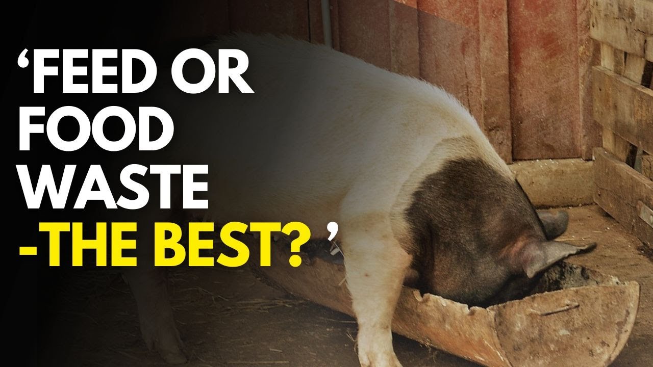 WHICH IS BETTER: Feeding Pigs with Food Waste OR Sow & Weaner?