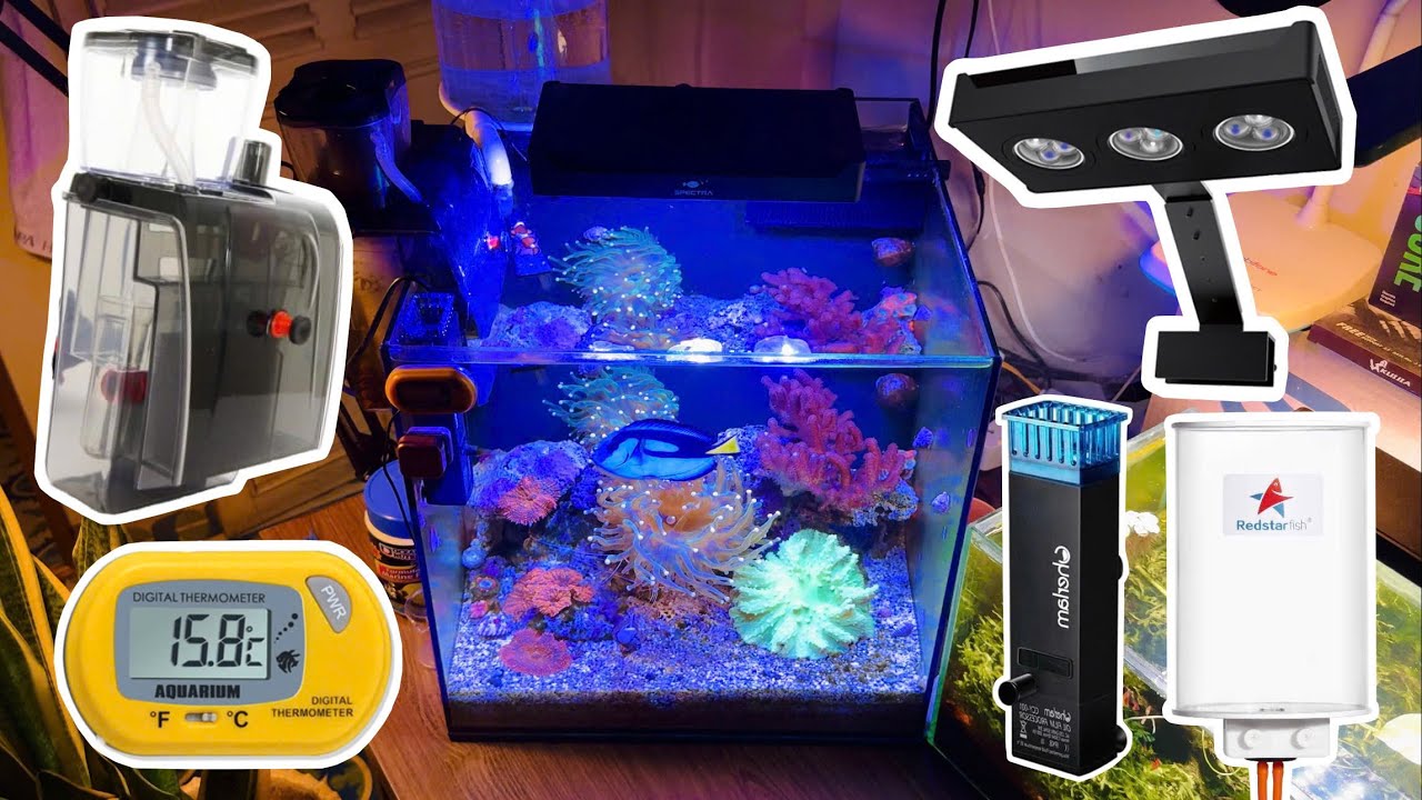 Review bể cá biển 2 năm tuổi của mình có những gì ?