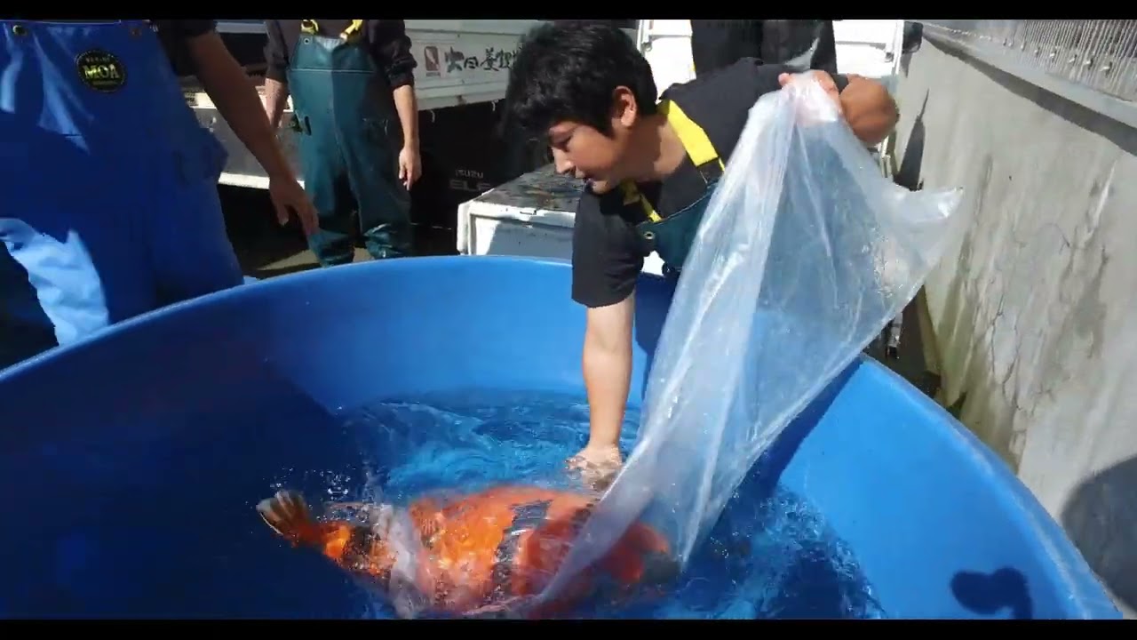 Dainichi Rocktamboo der Film2