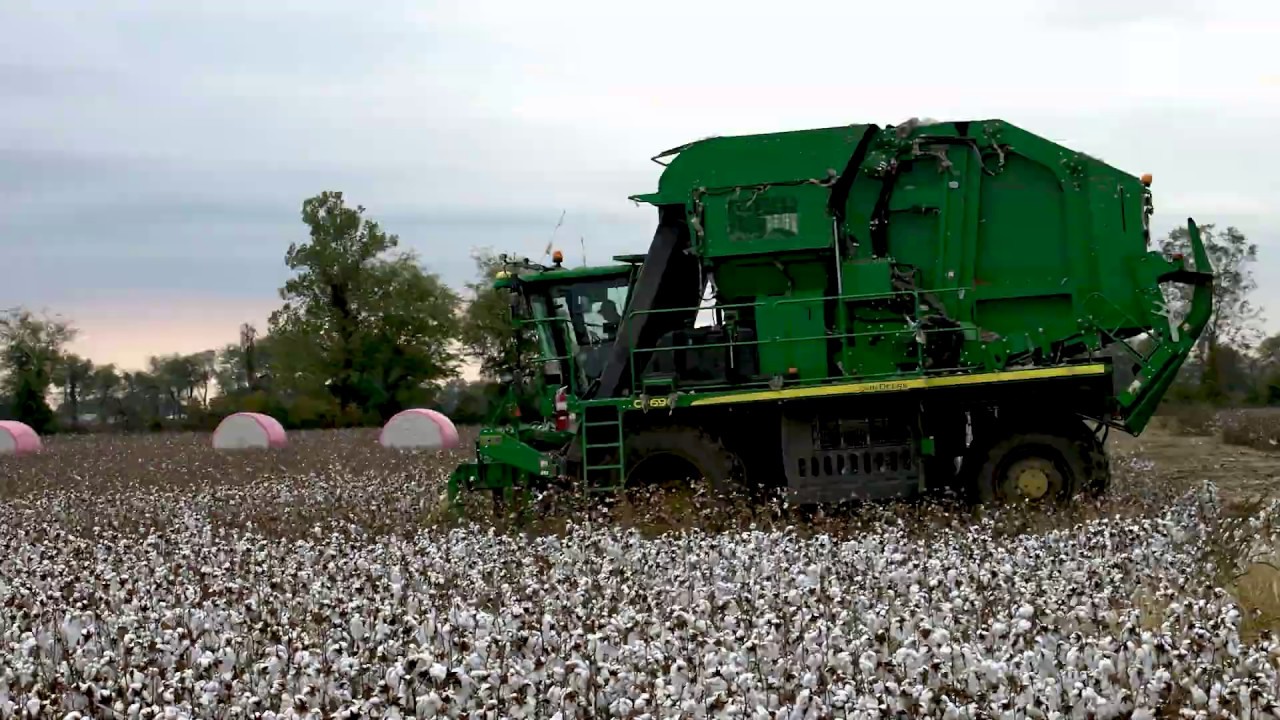 Dr. Jody Campiche on the Collapse in Cotton Demand
