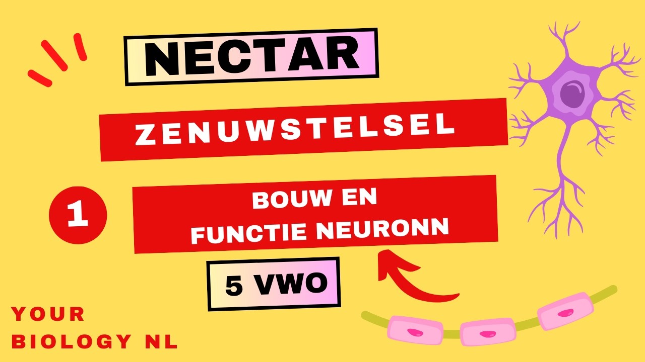 5 vwo | Zenuwstelsel | 1 | Bouw en functie van neuronen