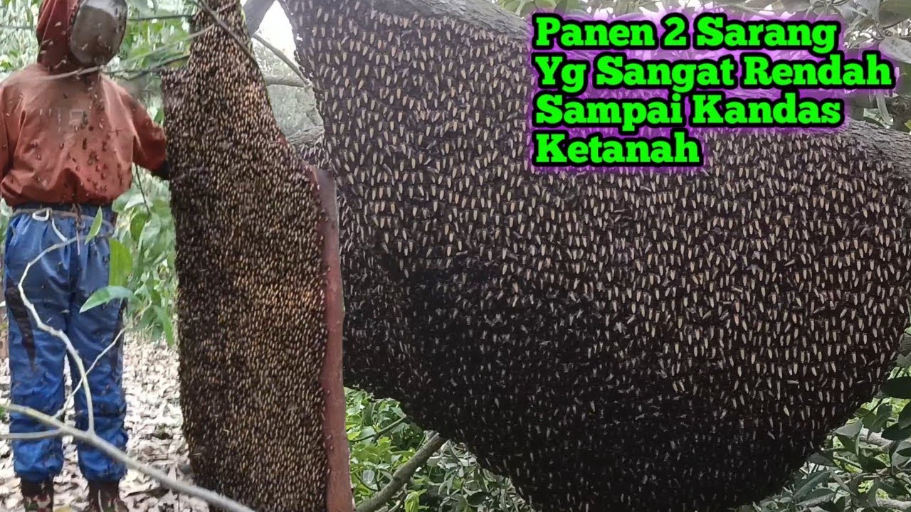 Sarangnya Pada Kandas Ketanah Madunya Melimpah Ruah #lebah #madu #hutan #alam #bee #honey #trending