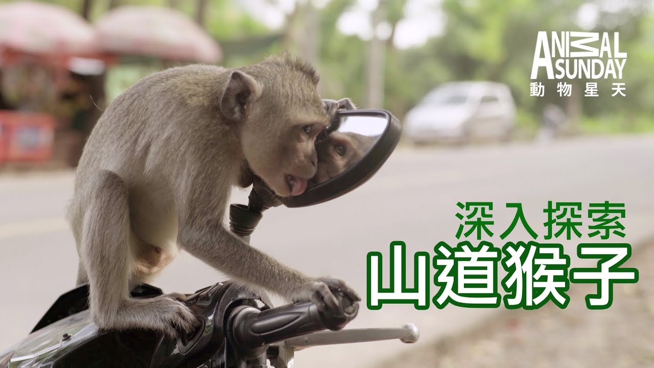 動物星天頻道 EP14《深入探索：山道猴子》搶先看 [4K]