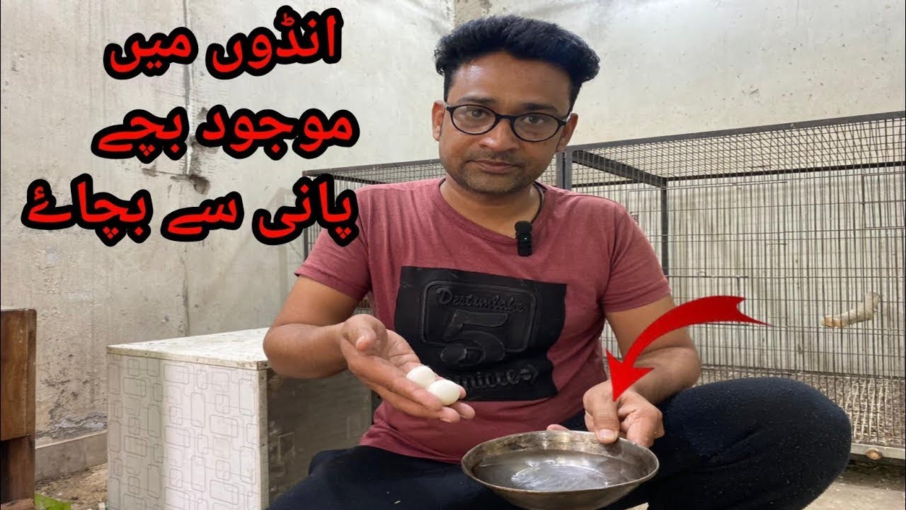 Raw Parrot Breeding Tips | Why Birds Eggs Dead In Shell