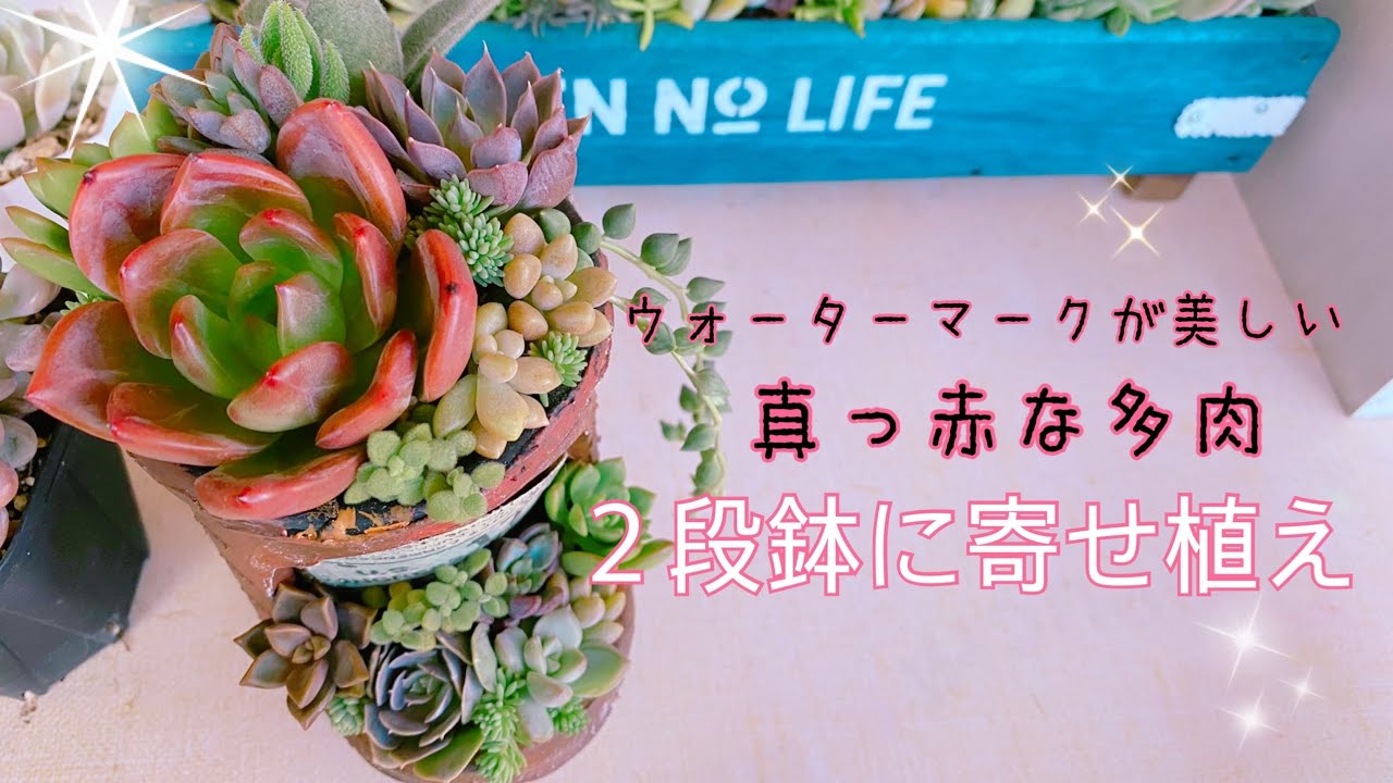 【多肉植物】可愛い２段鉢に贅沢寄せ植え