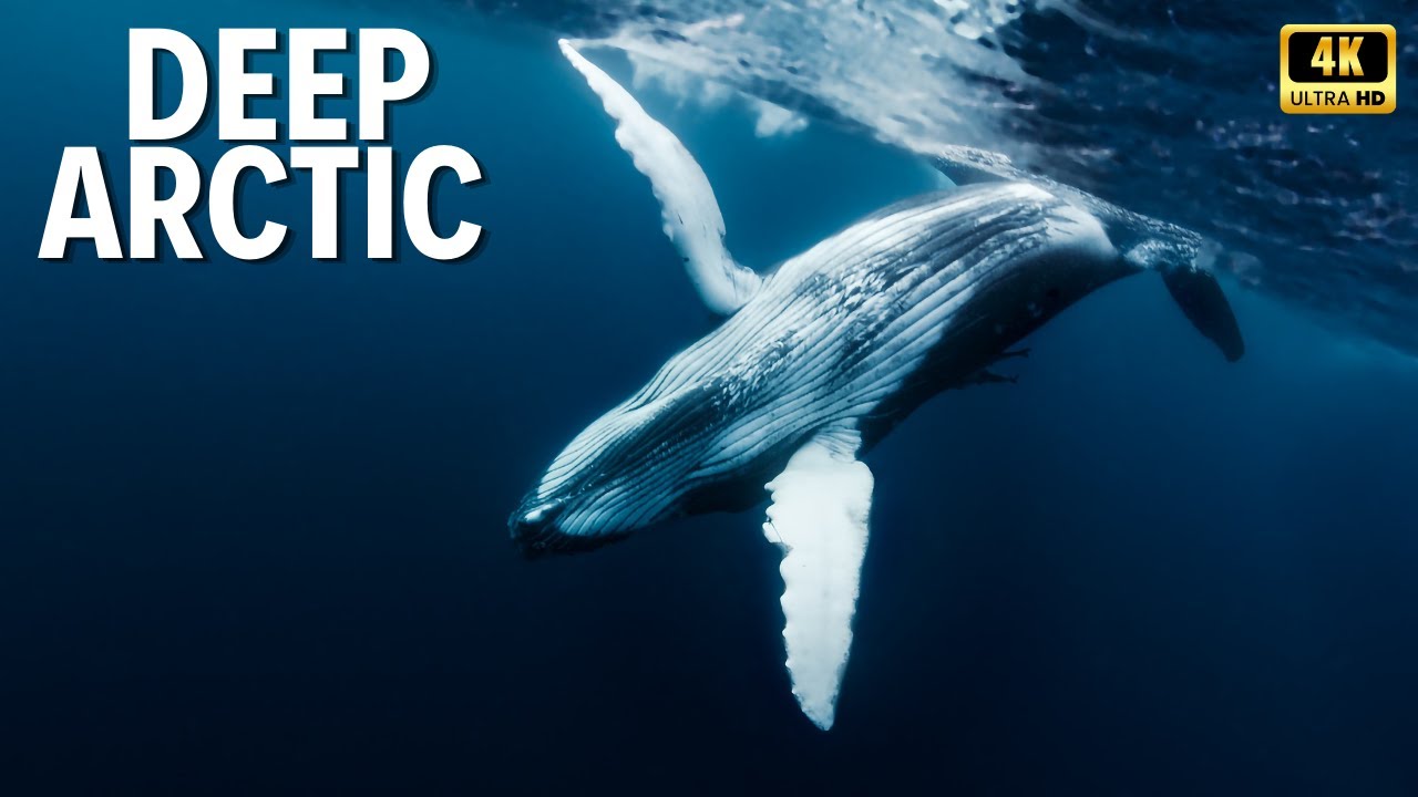 DEEP ARCTIC: Frozen Mysteries at the Edge of Life – 4K Documentary