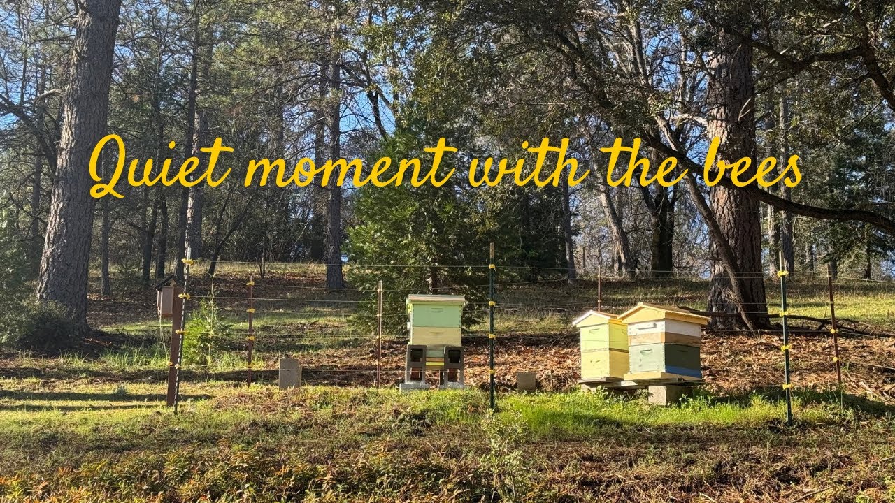 Tending the Hive – Quiet Time with the Bees (No Talking, Just ASMR)