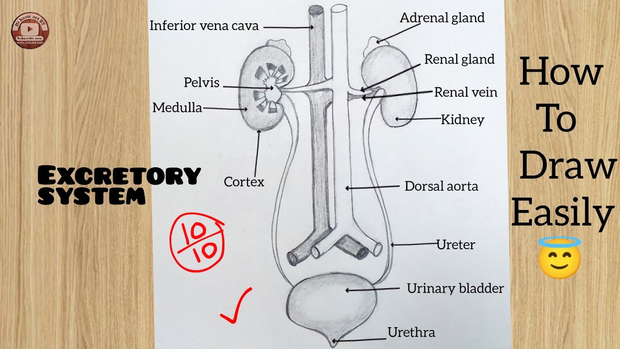How to draw Human Excretory System easily  step by step / Urinary System diagram / science lebelled