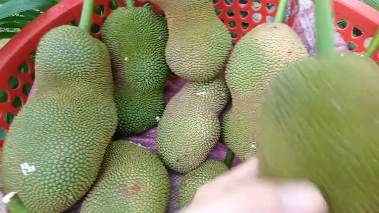 Hái mít tố nữ vị sầu riêng #0939890567 ( Zalo) nhà vườn Ngọc Thảo 