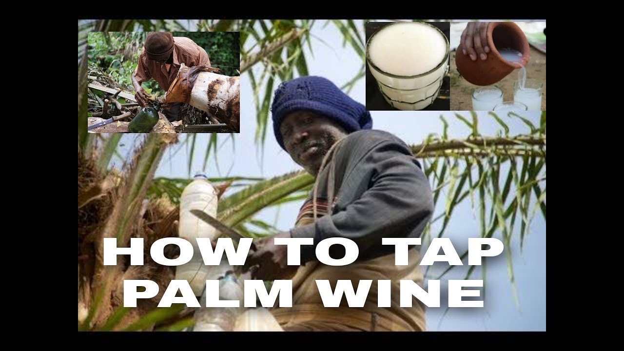 HOW TO TAP PALM WINE FROM PALM TREE 🌴