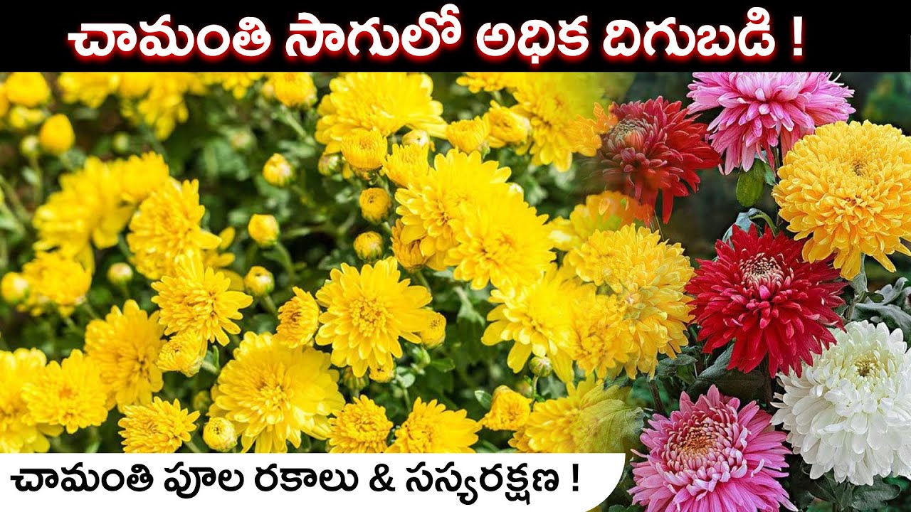 Chamanthi Flower Cultivation in Telugu | Chamanthi Plant Care |  Chrysanthemum Farming