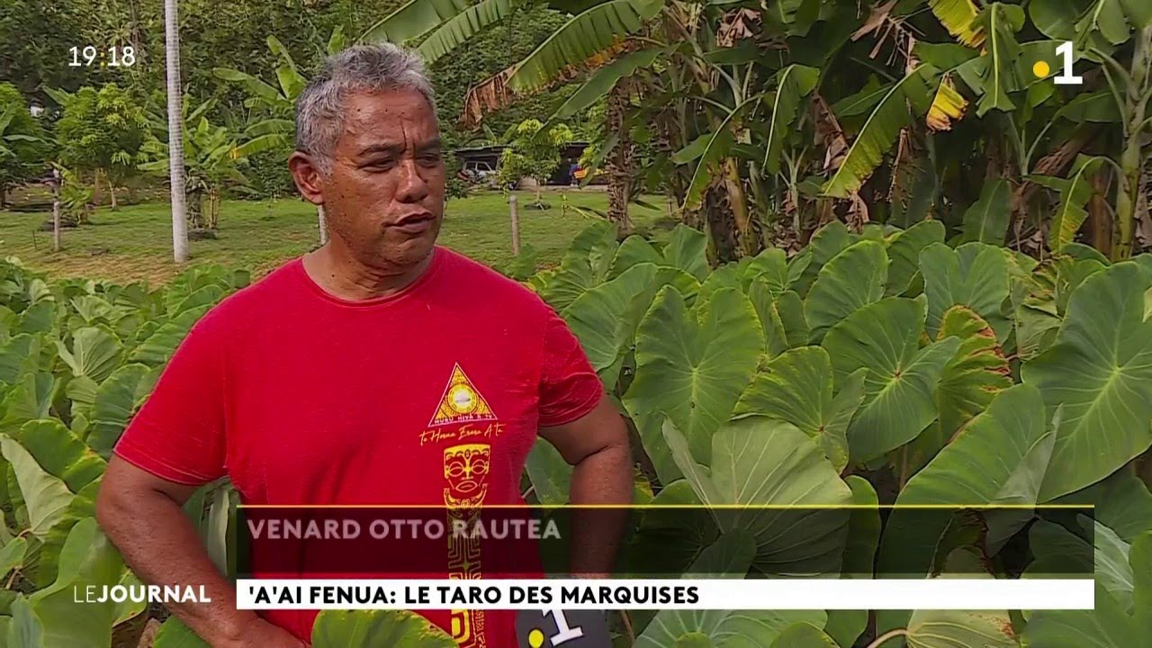 A'ai Fenua : le taro des Marquises.