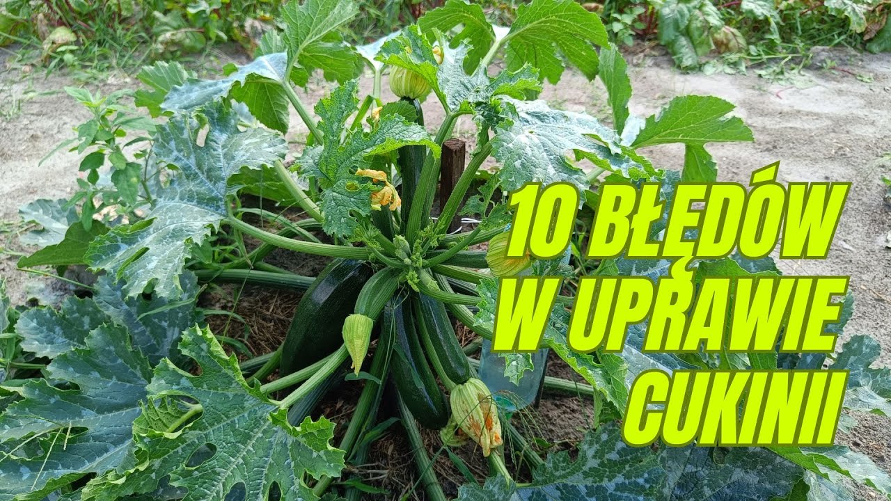 10 błędów w uprawie cukinii