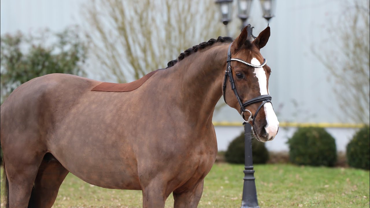 *2017 mare Belluccina FOR SALE 