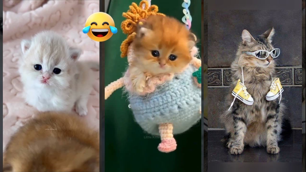 Cute Animals 😸 #trending 🙀 #FunnyCats Episode 5707