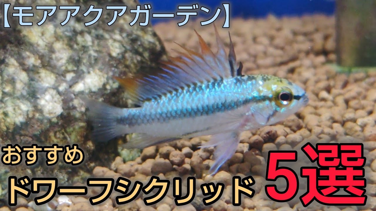 【モアアクアガーデン】ドワーフシクリッド　オススメ5選！！