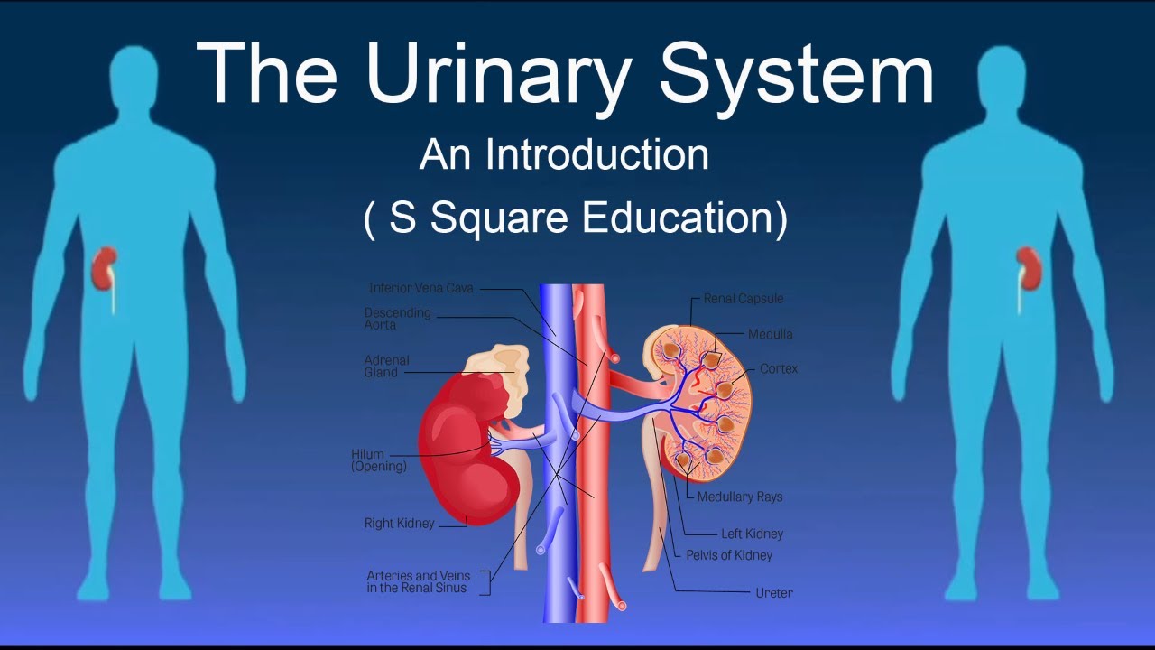 The Urinary System   An Introduction ¦ Biology ¦ Hindi  ¦ S Square Education
