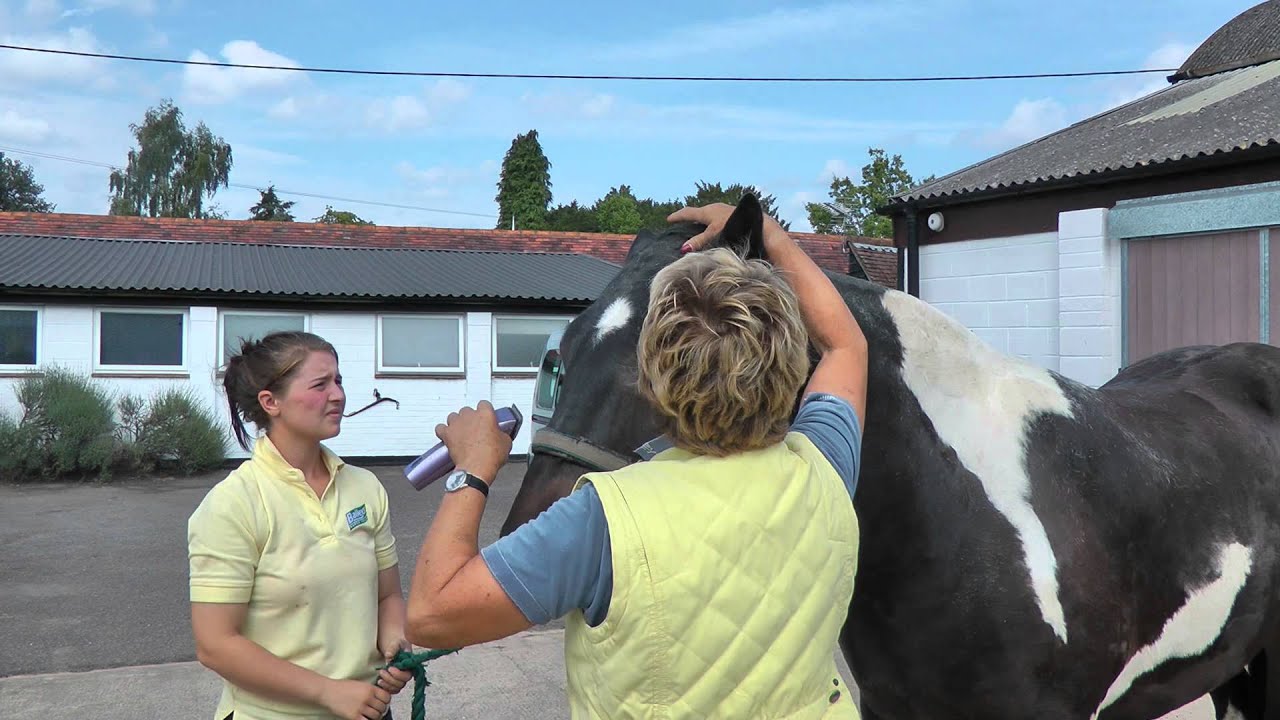 Lynn Russell – How to hog a mane