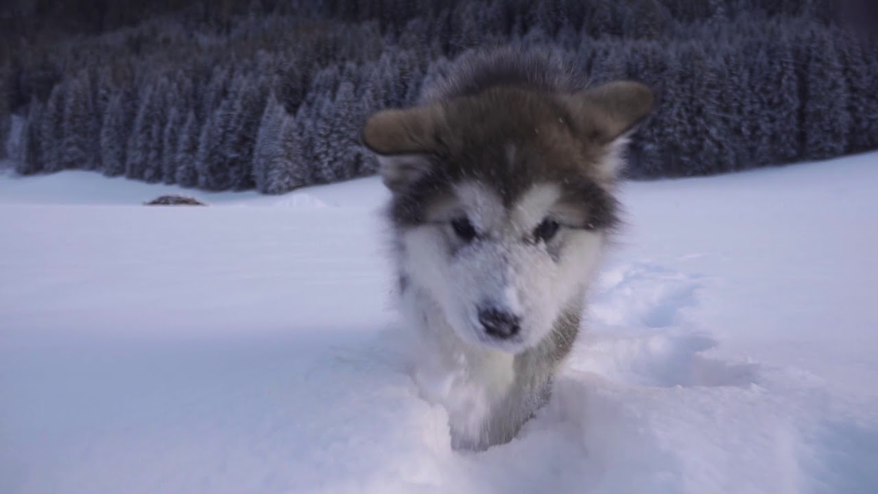 Alaskan Malamute Scott 