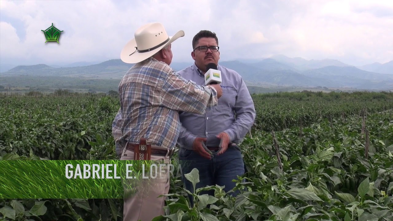 AgroScience | Chile Jalapeño | Rebasando Expectativas