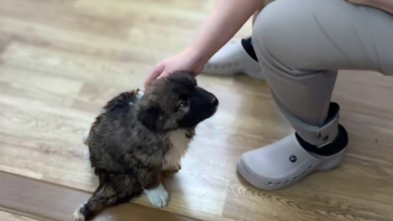 His Legs Were Paralyzed… But His Cry for Help Was Loud Enough to Change Everything