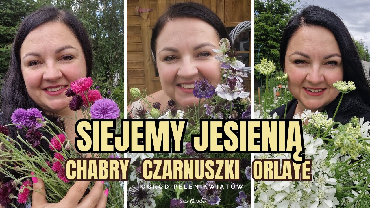 Jesienne wysiewy kwiatów. Chabry, orlaye, czarnuszki.