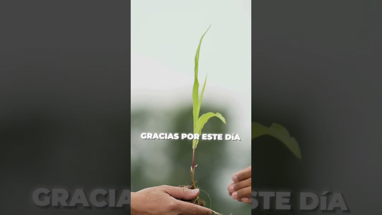 Agradece Cada Regalo que Cada D&iacute;a te Presenta #gratitud  #amor #meditacionprofunda #meditacionguiada
