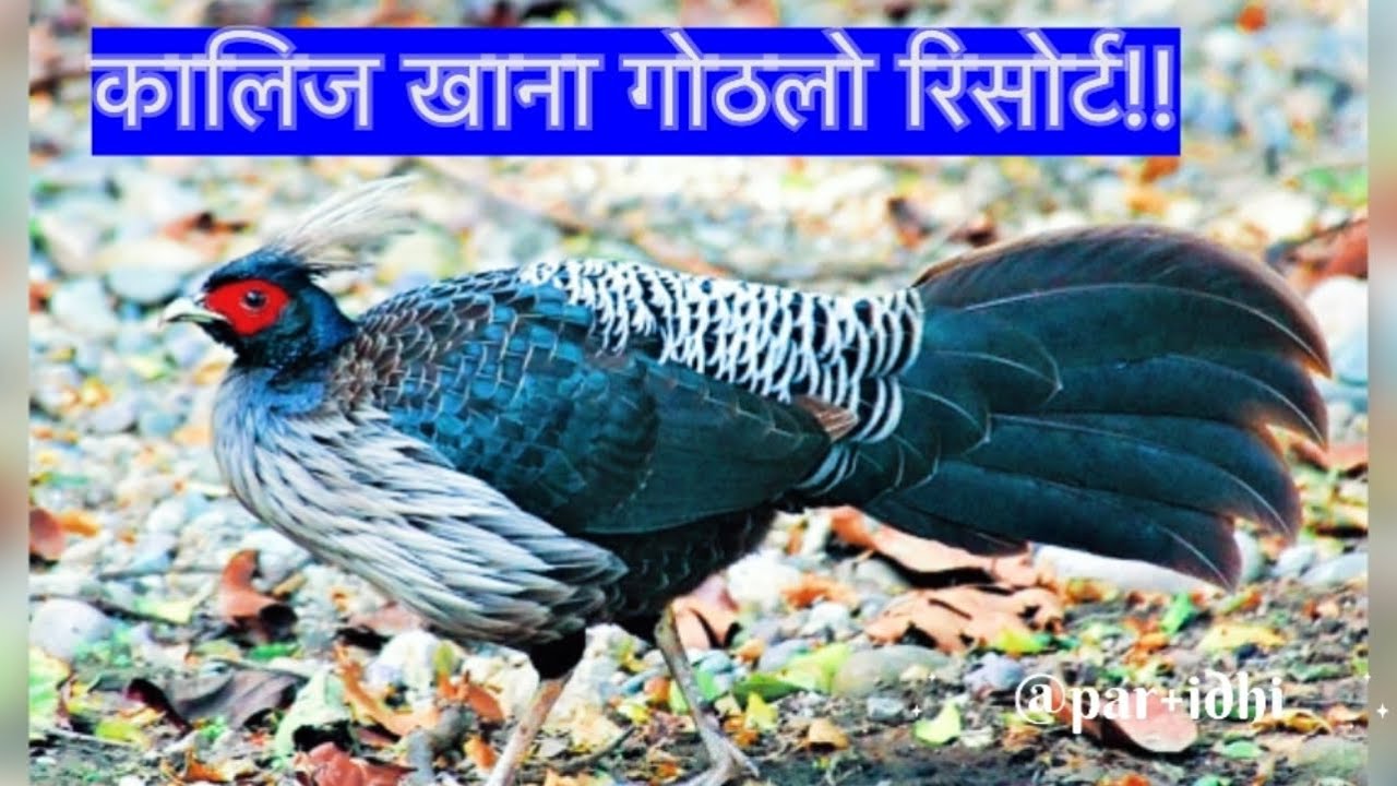 # काठमाडौं गोठालो अर्गानिक  रिसोर्ट थलि!!  # A to Z arganic gothalo resorts  thali!!