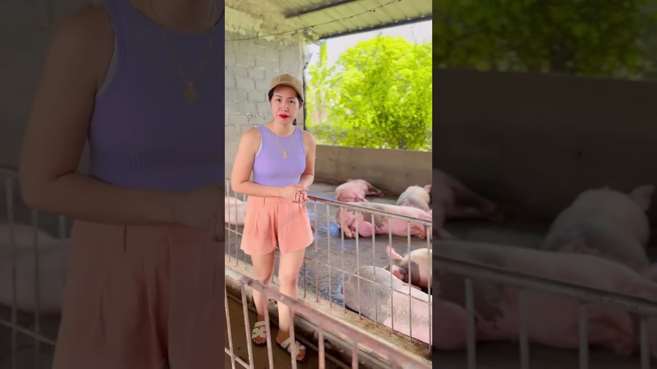 Ilang feeds ang nauubos ng isang baboy simula biik hanggang maibenta?