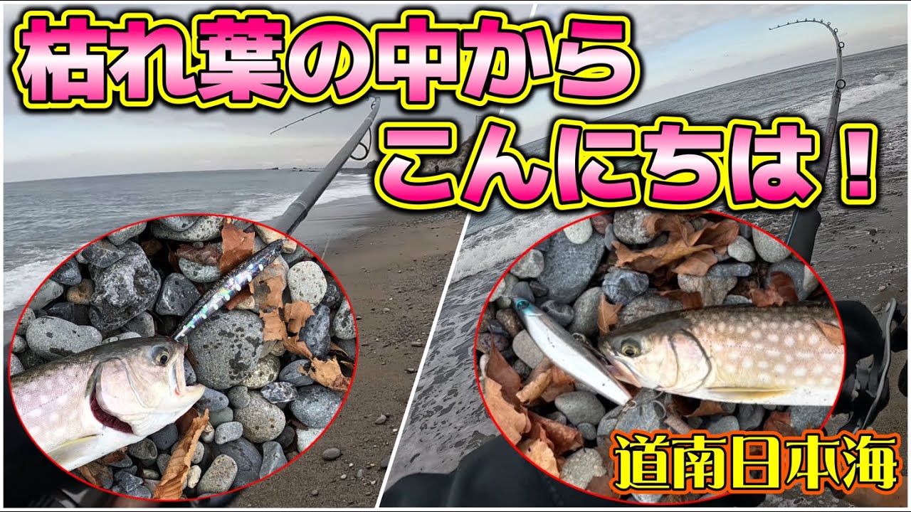 【北海道サーフ2025】道南日本海(上ノ国方面)：午後からの出撃でアメマスダービー！