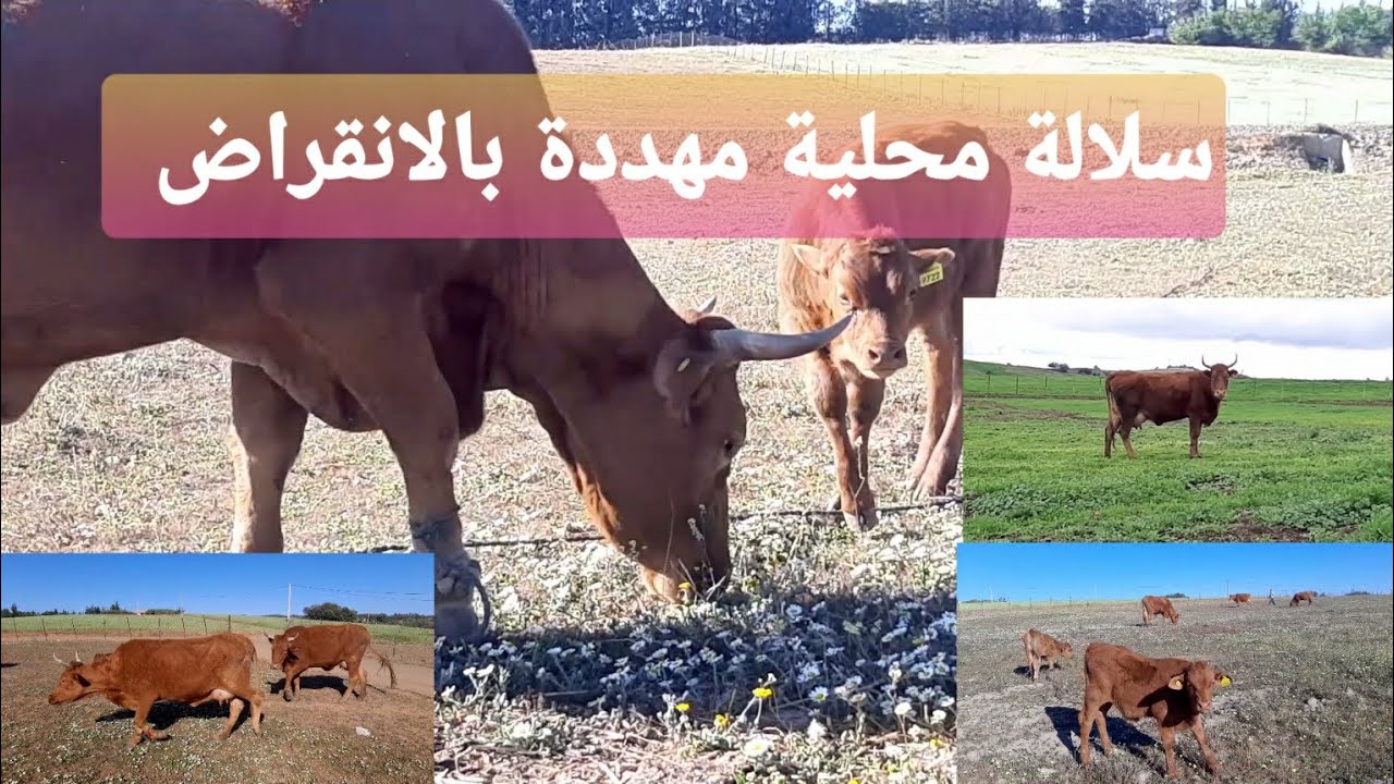 تعرف على مميزات سلالة والماس زعير : أحسن سلالة محلية في المغرب لإنتاج الحليب و اللحم Race mixte