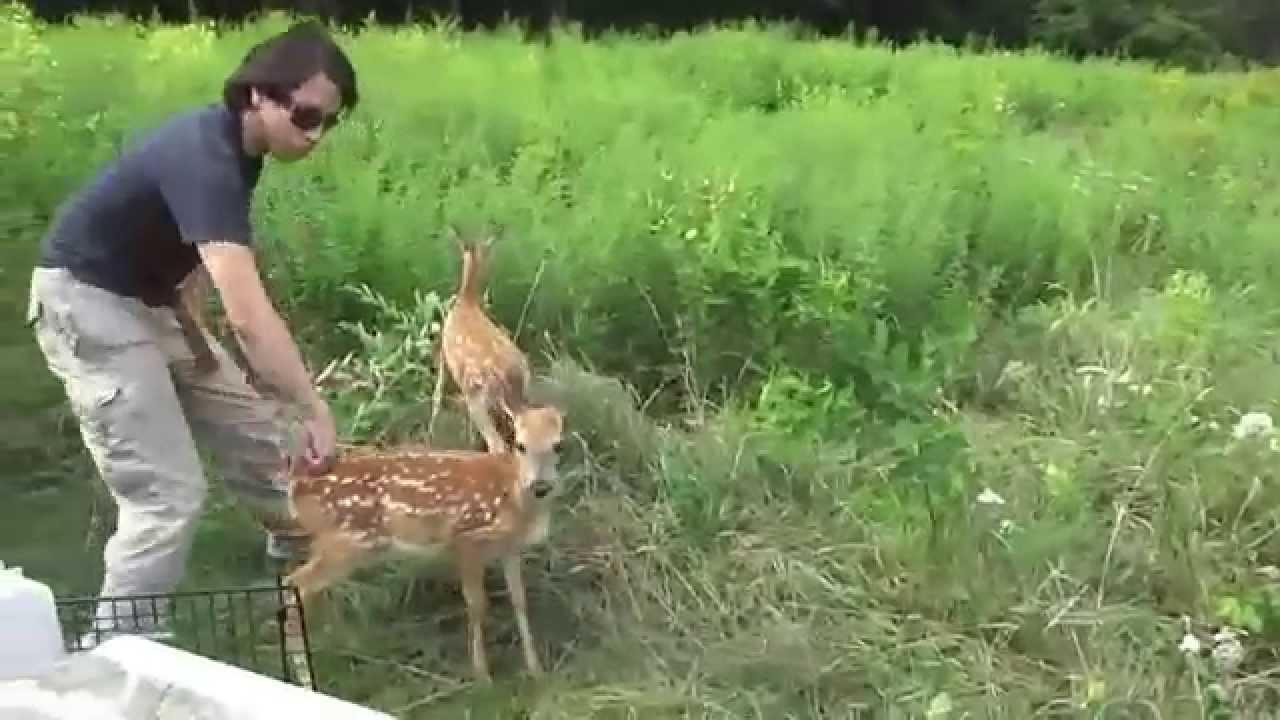 Fawn Release 2015