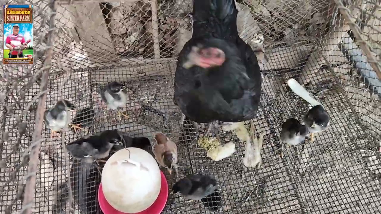ความสุขของคนเลี้ยงไก่