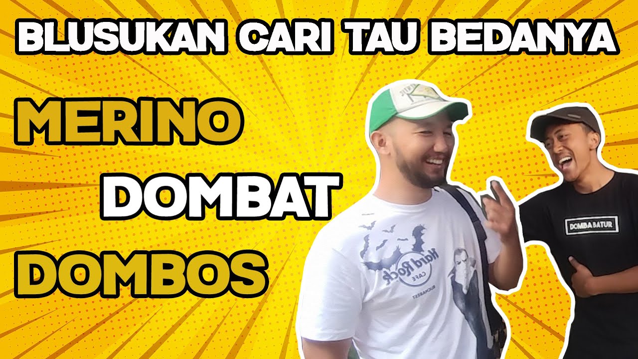 Blusukan Ke Dieng Cari Tahu Perbedaan Domba Merino, Domba Batur, Domba Wonosobo
