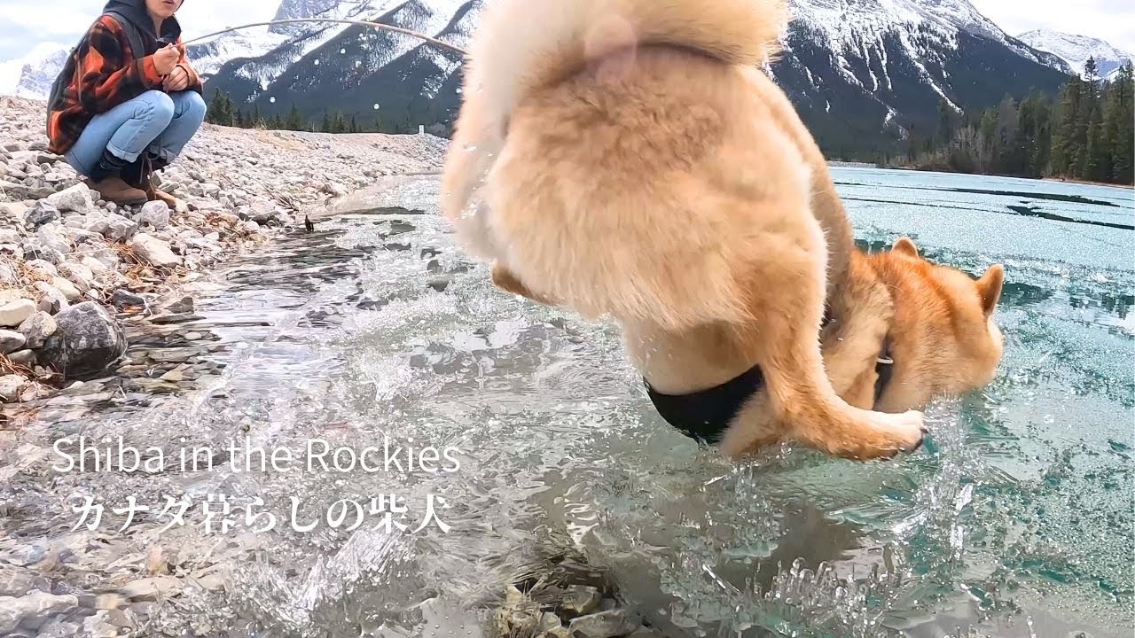 体を張ったお笑い芸にさらに磨きをかけた柴犬ソラwww【4K】