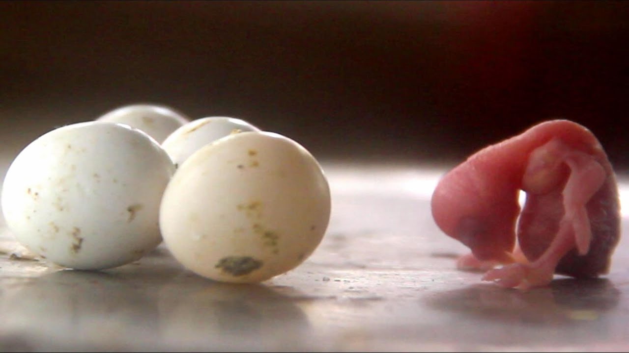 LOVE BIRDS GROWTH STAGES | First 44 Days of Babies Time lapse