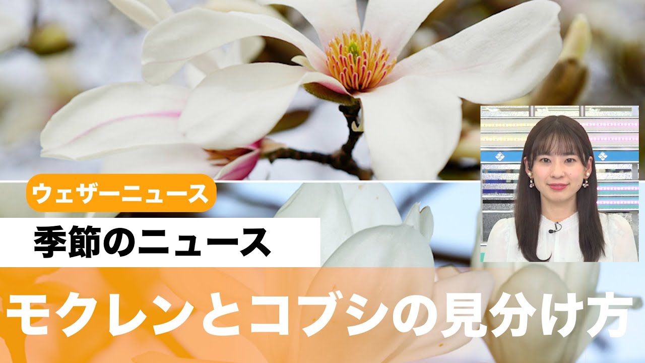 春に欠かせない花 モクレンとコブシの見分け方