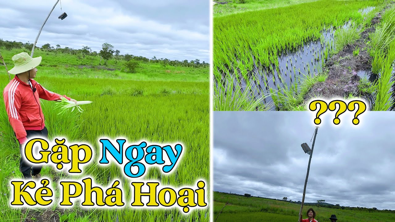Đông Paulo || Lúa Ra Đòng Nhưng GẶP NGAY KẺ PHÁ HOẠI, Một Phần Ruộng Lúa Nhà Anh Pascoa Đã Hết…
