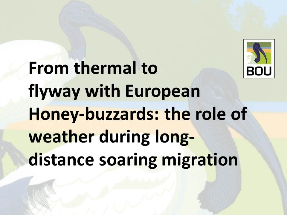 #BOU2015 - Wouter M. G. Vansteelant; From thermal to flyway with European honey-buzzards