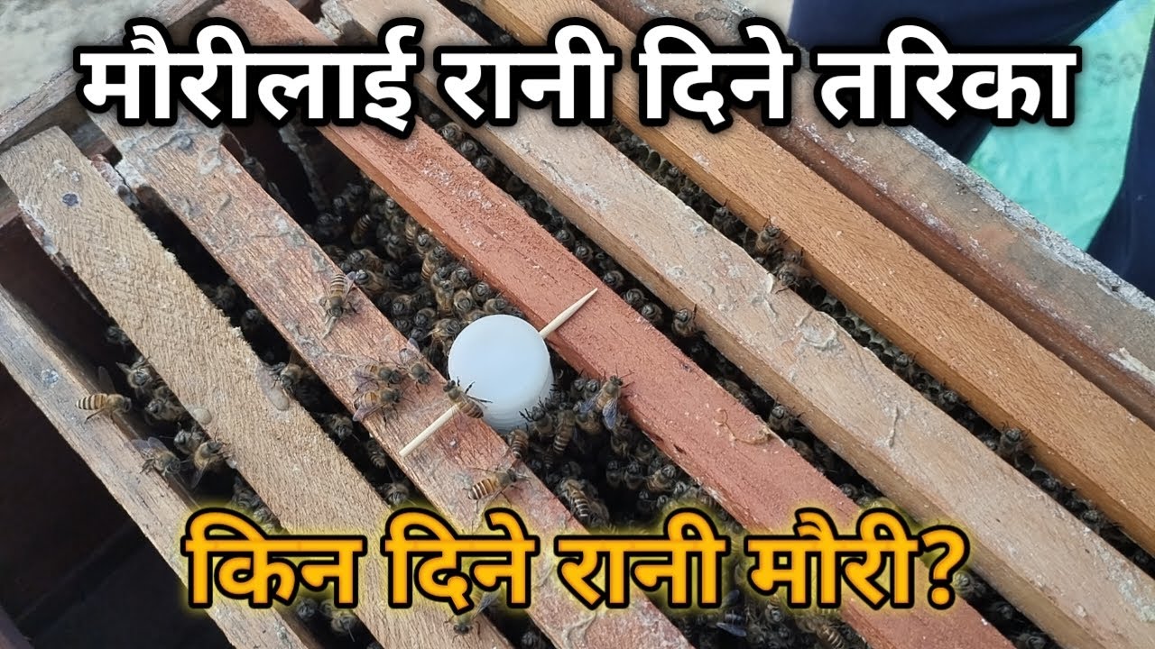 मौरीलाई रानी कसरी दिने? ध्यान दिनुपर्ने कुराहरु | mauri palan in Nepal | Gaule Brand