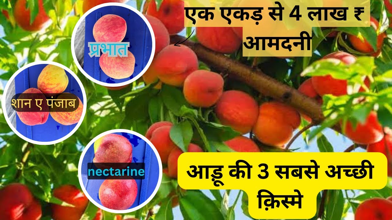 आड़ू की सबसे जायदा उत्पादन देने वाली परजातिया! peach farming in India