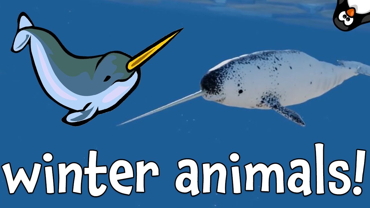Winter Animal Sounds! Learning About Winter Animals for Kids