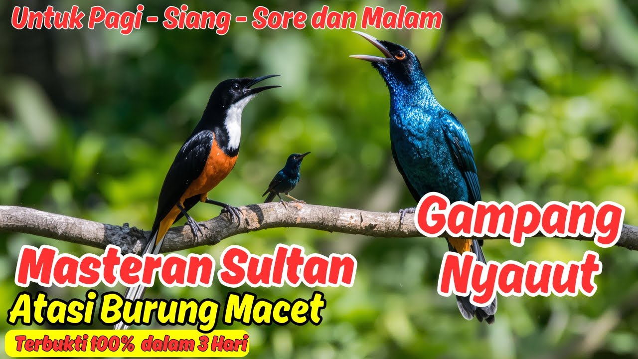 Audio Masteran Murai Batu Biar Cepat Jadi Mesin Tempur