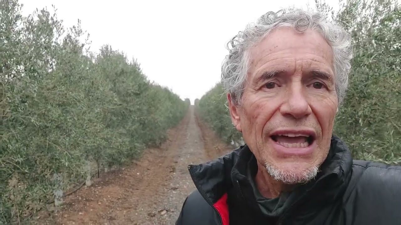 La agon&iacute;a del olivar tradicional frente al intensivo y superintensivo