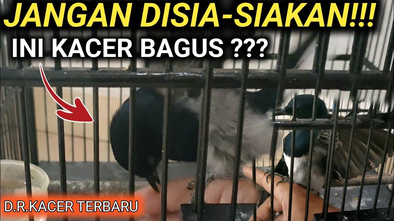 DEMI KALIAN KACER SAYA RUSAK GAK APA-APA | DR KACER TERBARU