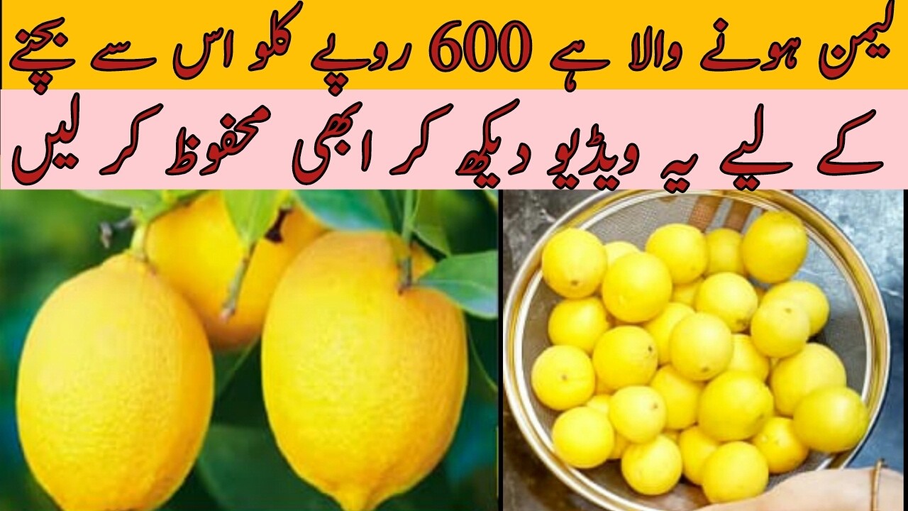 lemon juice storage | how to store lemon for long time | lemon juice store method @Perveenkpakwan
