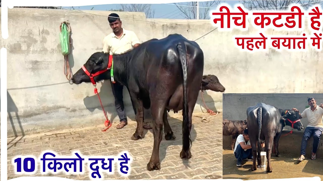🥇 First Timer Murrah Jothi नीचे कटडी है 10 किलो दूध तैयार है पहले बयातं सुन्दर और दुधारू पशु धन है 